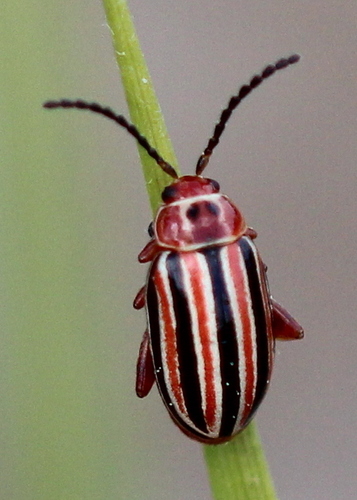 Disonycha caroliniana photo 4