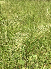 Arnoglossum plantagineum