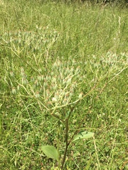 Arnoglossum plantagineum