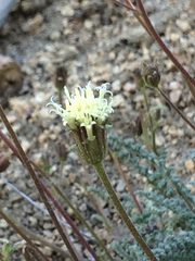 Chaenactis santolinoides