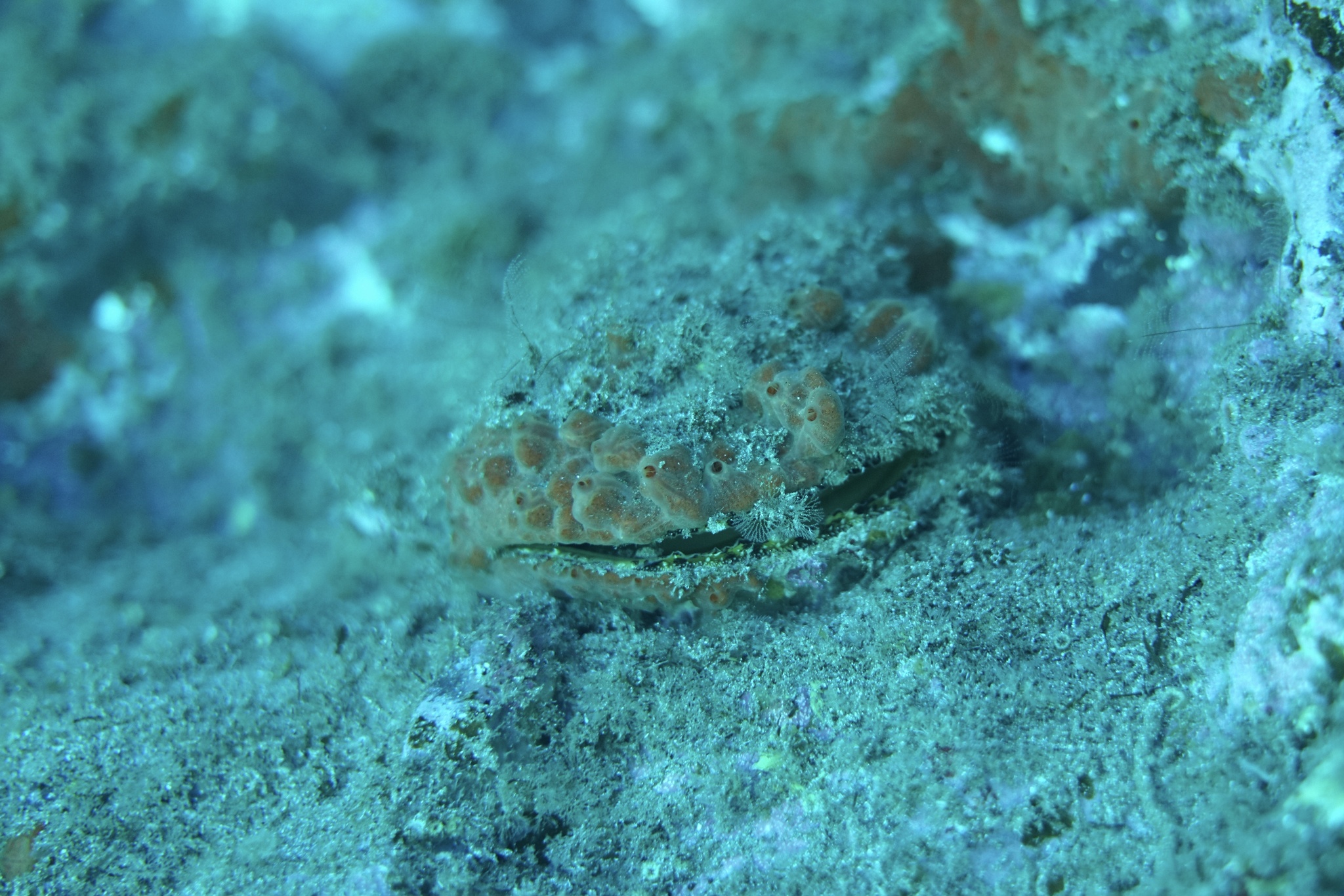 Spondylus senegalensis