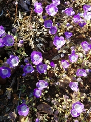 Phacelia curvipes