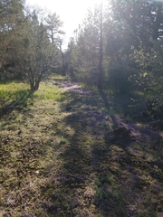 Phacelia curvipes