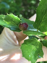 Callirhytis perfoveata