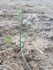 Allium macropetalum
