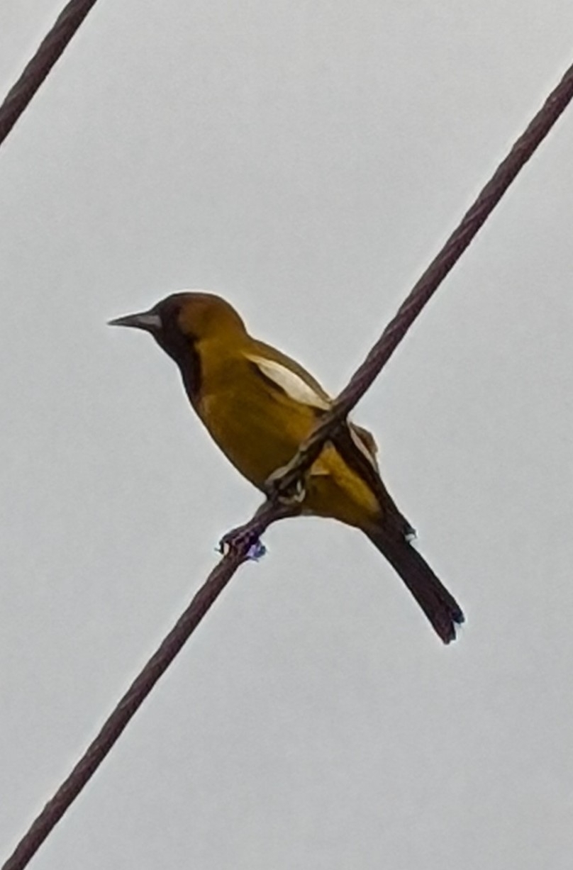 Jamaican Oriole (Icterus leucopteryx), photo 4