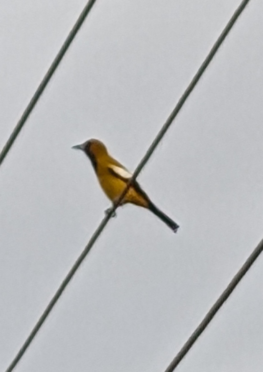 Jamaican Oriole (Icterus leucopteryx), photo 5