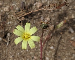 Calycoseris parryi