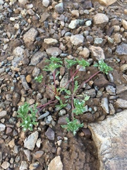 Ipomopsis polycladon