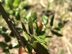 Callirhytis perfoveata