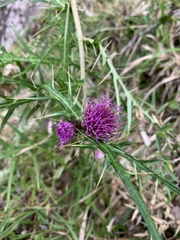 Cirsium tatakaense