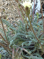 Chaenactis santolinoides