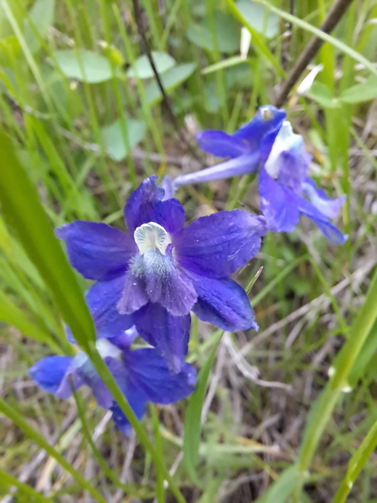 Low Larkspur