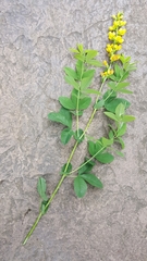 Thermopsis gracilis