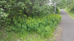 Thermopsis gracilis