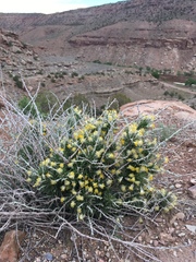 Tetradymia spinosa