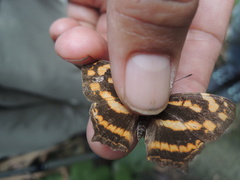 Symbrenthia lilaea formosanus