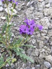 Phacelia corrugata