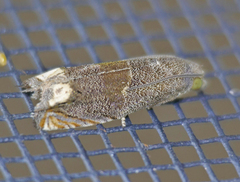 Epiblema strenuana