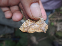 Symbrenthia lilaea formosanus