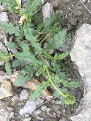 Phacelia corrugata
