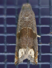 Epiblema strenuana
