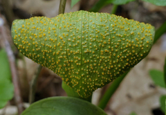 Uromyces ari-triphylli