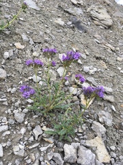 Phacelia corrugata