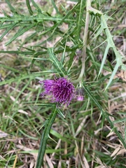 Cirsium tatakaense