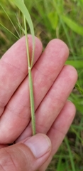 Limnodea arkansana