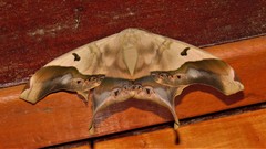 Arsenurinae
