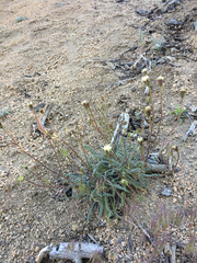 Chaenactis santolinoides