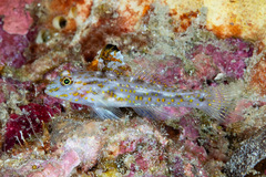 Goldspot Sandgoby photo 1