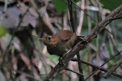 Automolus ochrolaemus