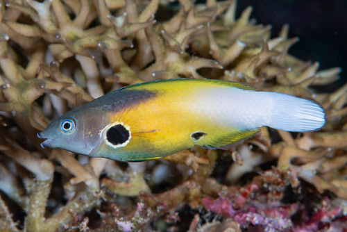 Allens buislip-lipvis (Labropsis alleni) — Labridae — 5