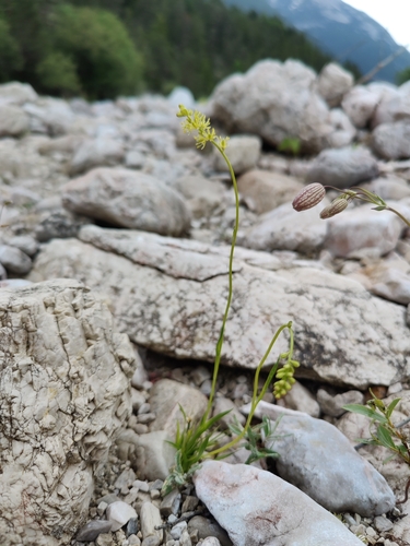 Tofieldia calyculata, photograph 3
