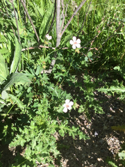 Geranium viscosissimum