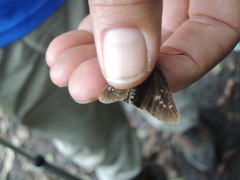 Caltoris cahira austeni