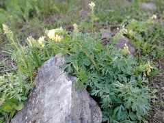 Corydalis nobilis