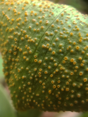 Uromyces ari-triphylli