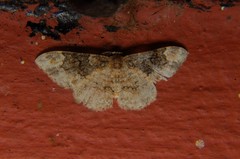 Parapholodes fuliginea