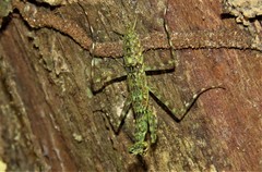 Liturgusidae