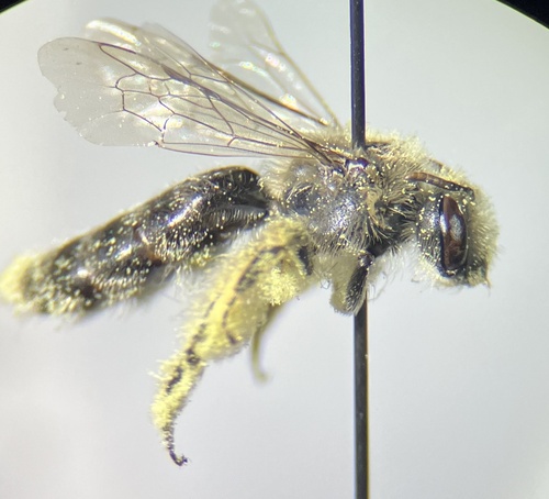 Andrena crawfordi