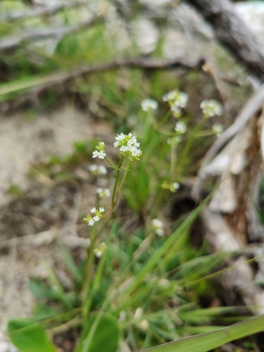 Image of Valeriana saxatilis by (c) carnifex, some rights reserved (CC BY)