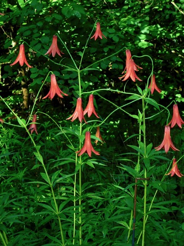 Lilium canadense