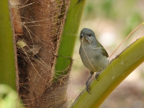Jamaican Euphonia (Euphonia jamaica), photo 5