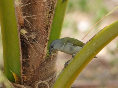 Jamaican Euphonia (Euphonia jamaica), photo 5