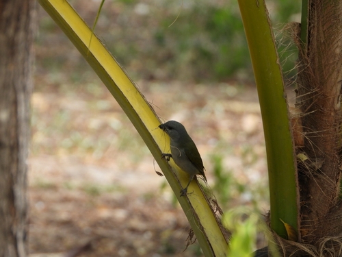 Jamaican Euphonia (Euphonia jamaica), photo 8