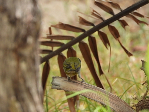 Jamaican Euphonia (Euphonia jamaica), photo 9