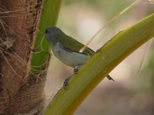Jamaican Euphonia (Euphonia jamaica), photo 10